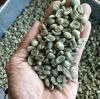 Sumatra Koerintji Arabica Coffee Green Beans - Organics