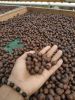 Arabica Coffee Green B...