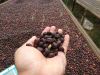 Sumatra Koerintji Arabica Coffee Green Beans - Organics