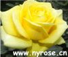 graceful cut-flower rose