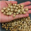 cardamom 