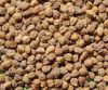 Chick peas, Shewa Type