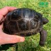 Tortoises for sale | b...