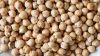 Chickpea