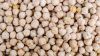Chickpea