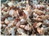 Dried Shrimp Shell