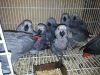 Baby African grey parr...