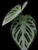 anthurium