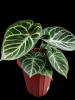 anthurium