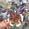 philodendron pink prin...
