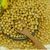 High protein yellow soybean soya beans for sale