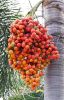 Palm kernels