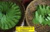 BETEL LEAF