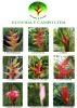 HELICONIAN FLOWERS