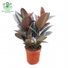 Rubber Tree Black Prince