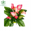 Anthurium Livium