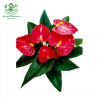 Anthurium Red