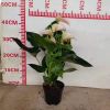 Anthurium Peach Julie