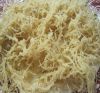 The Best Price and High Quality Sea Moss