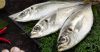 Horse Mackerel 1st qua...