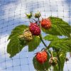 PP garden bird netting for blueberries