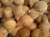 SEMI HUSKED COCONUT