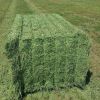 Selling Alfafa Hay,Alfalfa Hay with High Protein for Animal Feeding