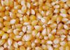 Selling Yellow Corn / ...