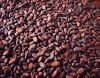 Cocoa beans