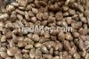 Palm kernel