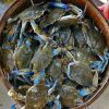 blue swimming crab for sale california