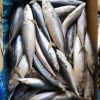 frozen mackerel fish b...