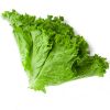 green lettuce plant for sale