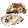 best oysters and seafood near me