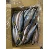 frozen mackerel fish f...