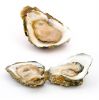 bluff oysters for sale hamilton