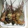 buy frozen lobster near me