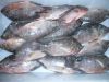 frozen tilapia fish ex...