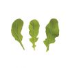 arugula leaf suppliers guinea