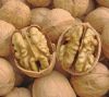 walnut in shell