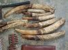 horns, elephant tusks