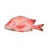 High-protein Frozen Red Snapper for seafood distributors