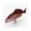 High-protein Frozen Red Snapper for seafood distributors