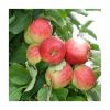 Fresh and juicy Red Ap...