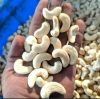 High Quality Raw Cashe...
