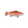 Premium Frozen Red Sna...