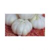 Bulk Fresh Garlic supplier offering the best market price