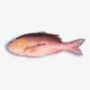 High-protein Frozen Red Snapper for seafood distributors