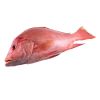 High-protein Frozen Red Snapper for seafood distributors