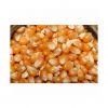 Fresh white corn for animal feed and livestock nutrition